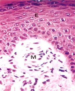 Integumentary System Micrograph of meissners corpuscle dermal papillae